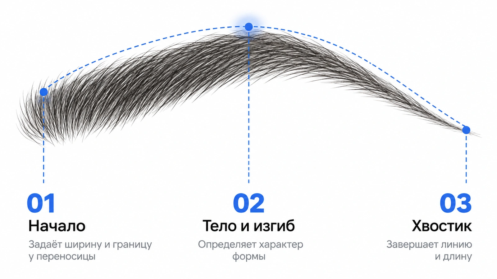Схема брови: 01 начало, 02 тело и изгиб, 03 хвостик